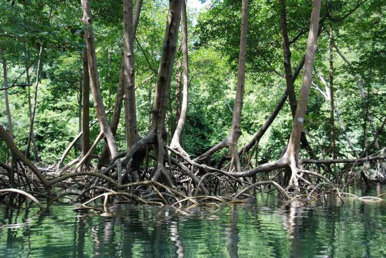 Image de mangroves