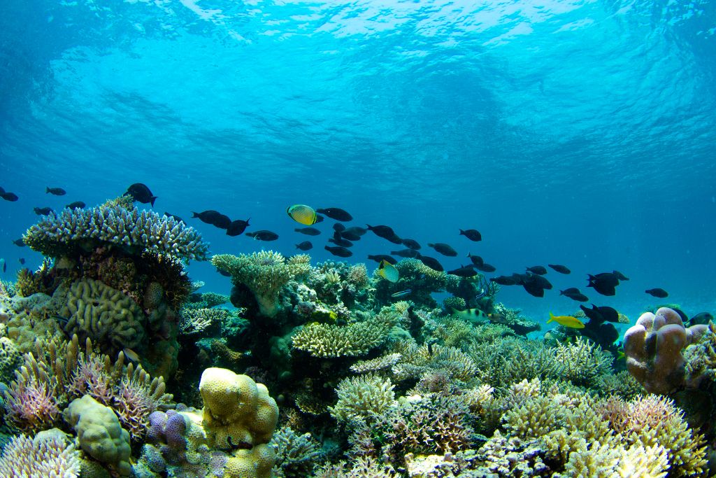 Image de Récifs Coralliens